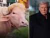 ‘Coitadinho’: Irã zomba de Donald Trump enquanto búfalo viral parecido com ele perde apetite