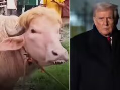 ‘Coitadinho’: Irã zomba de Donald Trump enquanto búfalo viral parecido com ele perde apetite
