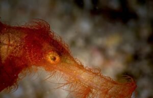 Snuffleupagus, uma espécie recentemente descrita, é um predador adorável