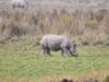 Da erva à riqueza: mulheres de Assam transformam jacintos de água em meios de subsistência perto do habitat dos rinocerontes