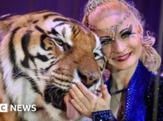 Tigre escapou baleado pela polícia alemã após atacar homem