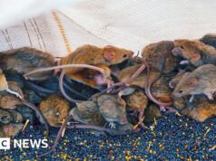 ‘É como um corpo em decomposição’: agricultores australianos combatem a praga dos ratos