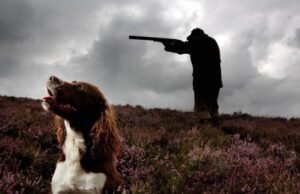 Cachorro atira em mulher em Nebraska