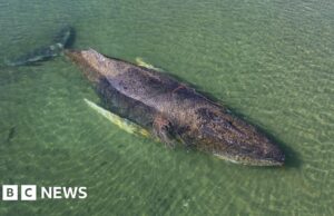 Baleia encontrada morta perto de ilha dinamarquesa após operação de resgate alemã