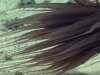 Uma ‘orbe dourada’ no fundo do oceano veio de um animal misterioso