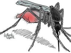 Autoridades de saúde alertam sobre doenças transmitidas por mosquitos