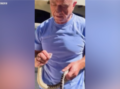 RFK Jr. responde aos críticos do manejo de cobras com um novo vídeo que o mostra lutando contra uma cascavel venenosa