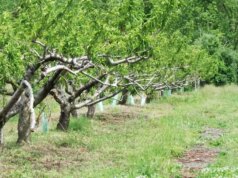 O congelamento do ultimate da primavera devasta fazendas no Nordeste, ameaçando as plantações de pêssego e maçã