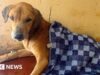 Dezenas de cães resgatados e suspeito preso em Uganda após investigação da BBC