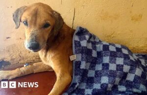 Dezenas de cães resgatados e suspeito preso em Uganda após investigação da BBC