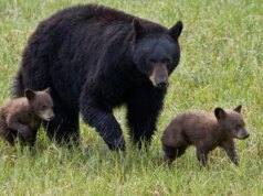 Dois caminhantes feridos em ataque de urso no Parque Nacional de Yellowstone