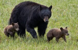 Dois caminhantes feridos em ataque de urso no Parque Nacional de Yellowstone