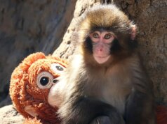 Turistas americanos presos no Japão após suposta invasão no recinto do macaco viral Punch