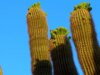 Natureza: Cactos florescem no Arizona