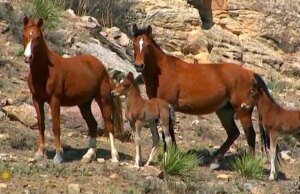 Natureza: Éguas e potros