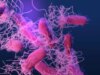 Cientistas identificam uma nova fonte potencial de superbactérias resistentes a antibióticos – e não é o que você pensa