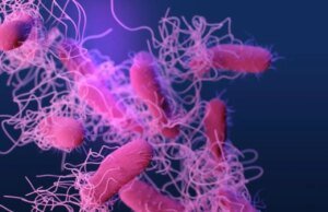 Cientistas identificam uma nova fonte potencial de superbactérias resistentes a antibióticos – e não é o que você pensa