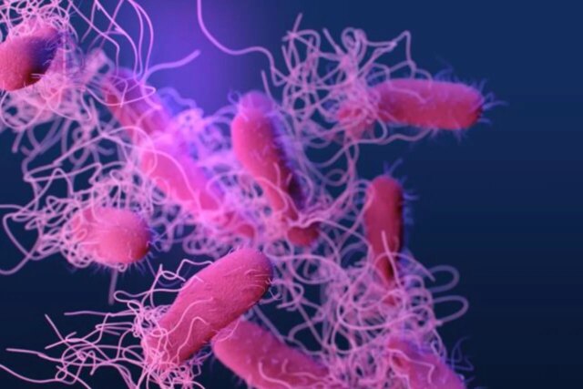 salmonella-CDC-illustration-superbug-e1779976558455-1280x853.jpeg