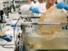 Cientistas cultivam um supermaterial “vivo” feito por bactérias que pode substituir o plástico