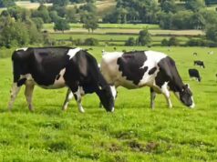 A bússola das vacas: como as vacas usam secretamente o campo magnético da Terra enquanto pastam