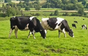 A bússola das vacas: como as vacas usam secretamente o campo magnético da Terra enquanto pastam
