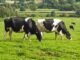 A bússola das vacas: como as vacas usam secretamente o campo magnético da Terra enquanto pastam
