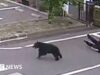 Assista: Homem atacado por urso em siderúrgica no Japão