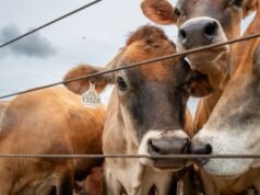 EUA confirmam segundo caso de bicheira no Texas, Canadá restringe importações de gado