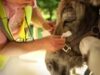 Burros de terapia ajudam pacientes psiquiátricos a se curar em um hospital nos arredores de Paris