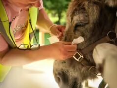 Burros de terapia ajudam pacientes psiquiátricos a se curar em um hospital nos arredores de Paris