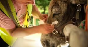 Burros de terapia ajudam pacientes psiquiátricos a se curar em um hospital nos arredores de Paris