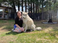 Família de Ontário luta para manter cão-lobo ‘gigante gentil’ após ameaça de apreensão pela província