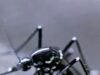 O mundo tem um problema de mosquitos. Veja como os cientistas estão tentando resolver isso