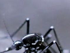 O mundo tem um problema de mosquitos. Veja como os cientistas estão tentando resolver isso