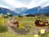 Cocô de esquilo congelado de Yukon é um tesouro de mamute lanoso e DNA de cavalo