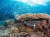 Uma boa notícia para os recifes de coral: os cientistas identificam onde estão os mais difíceis