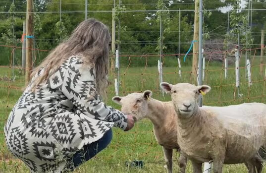 Como as ovelhas podem tornar os novos pomares de macieiras mais ecológicos