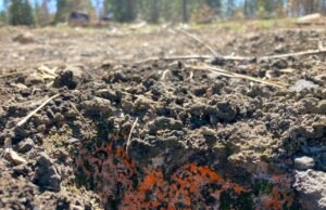 Fungos amantes do fogo são os primeiros a responder à natureza após incêndios florestais, preparando o solo para o renascimento