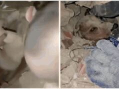 De bebê a cachorro: resgates milagrosos dão esperança à Venezuela após terremotos mortais – assista