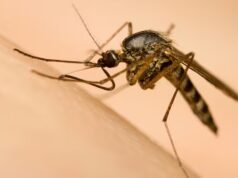 As enterradas de mosquitos estão se esgotando à medida que a temporada de insetos e a tendência do ‘balde da desgraça’ colidem