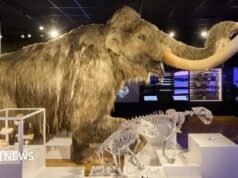 Museu e galeria ‘Verdadeira joia’ ganha prêmio no Reino Unido