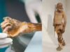 A múmia mais antiga da Europa, com 5.300 anos, pode estar “viva”: Cientistas revelam atividade microbiana chocante