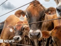 Canadá proíbe gado do Texas por causa de surto de bicheira carnívora nos EUA
