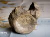 Primeiro osso de dinossauro da Antártica encontrado em uma gaveta
