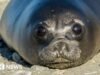 A gripe aviária mata mais de 75% dos bebês focas na remota ilha australiana, segundo estudo