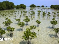 As florestas de mangue estão se recuperando após décadas de destruição humana