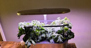 O Aerogarden que recomendo a todos custa apenas US $ 83 no momento, um desconto de 63%