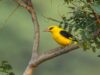 Um tapete ‘verde’ estendido para os entusiastas da natureza
