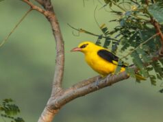 Um tapete ‘verde’ estendido para os entusiastas da natureza