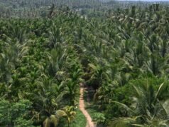 O custo verde: Cerca de 2 lakh árvores provavelmente serão derrubadas para Bidadi AI Township